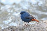 Plumbeous Redstartborder=